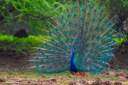 Peacocks Died in Mandsaur