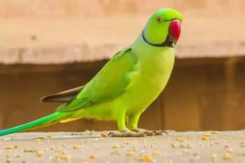 डालीगंज मछली मंडी से अहमर शेख का पालतू तोता लापता