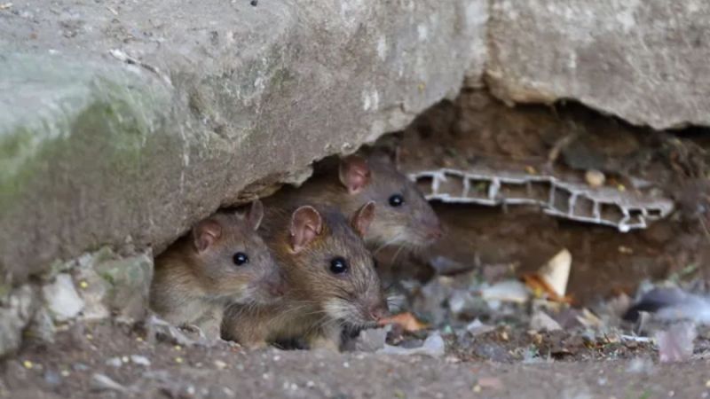 Rats threat