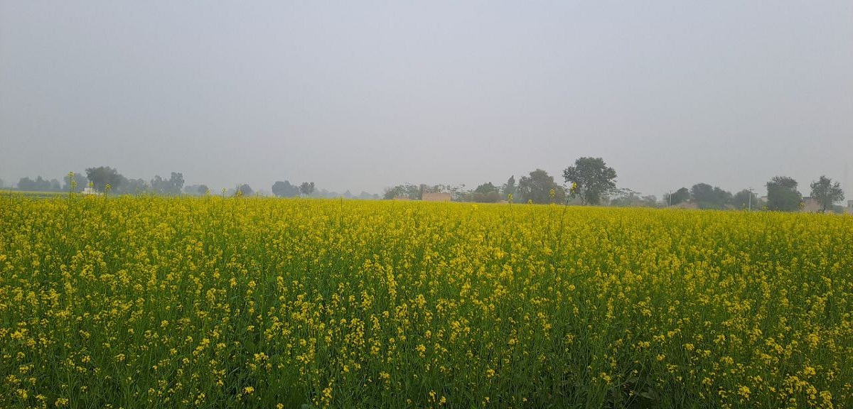 बढ़ता तापमान: गेहूं,सरसों और चना फसलों पर विपरित प्रभाव