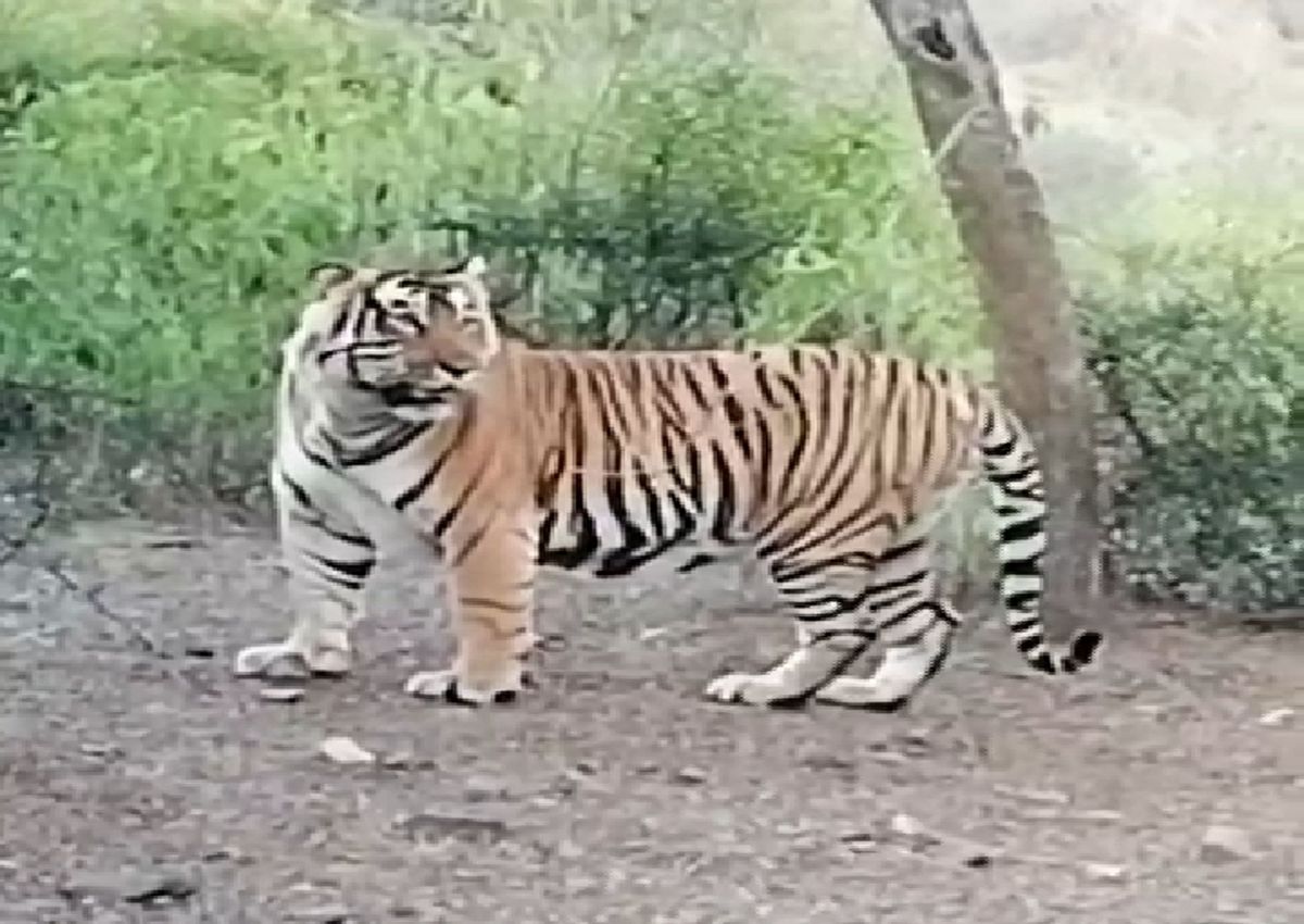 वीडियो… सरिस्का में एक साथ तीन बाघों को देख पर्यटक हुए गदगद, दो बाघिन व एक बाघ की हुई साइटिंग