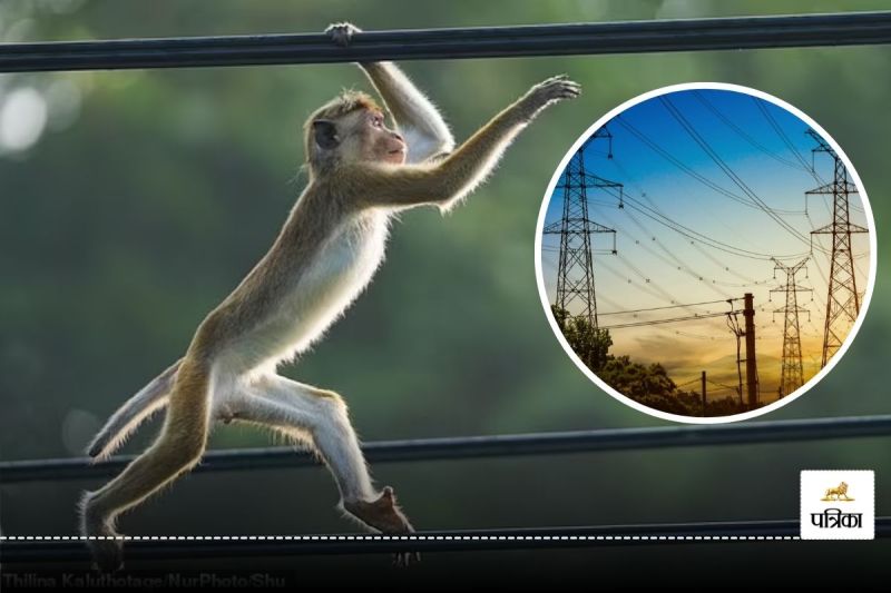 Electricity cut in Sri Lanka due to monkey cut will continue till Friday