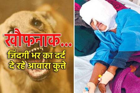 Street Dog Terror