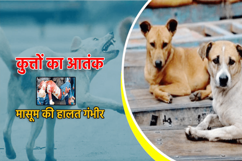 Street Dogs Terror IN MP