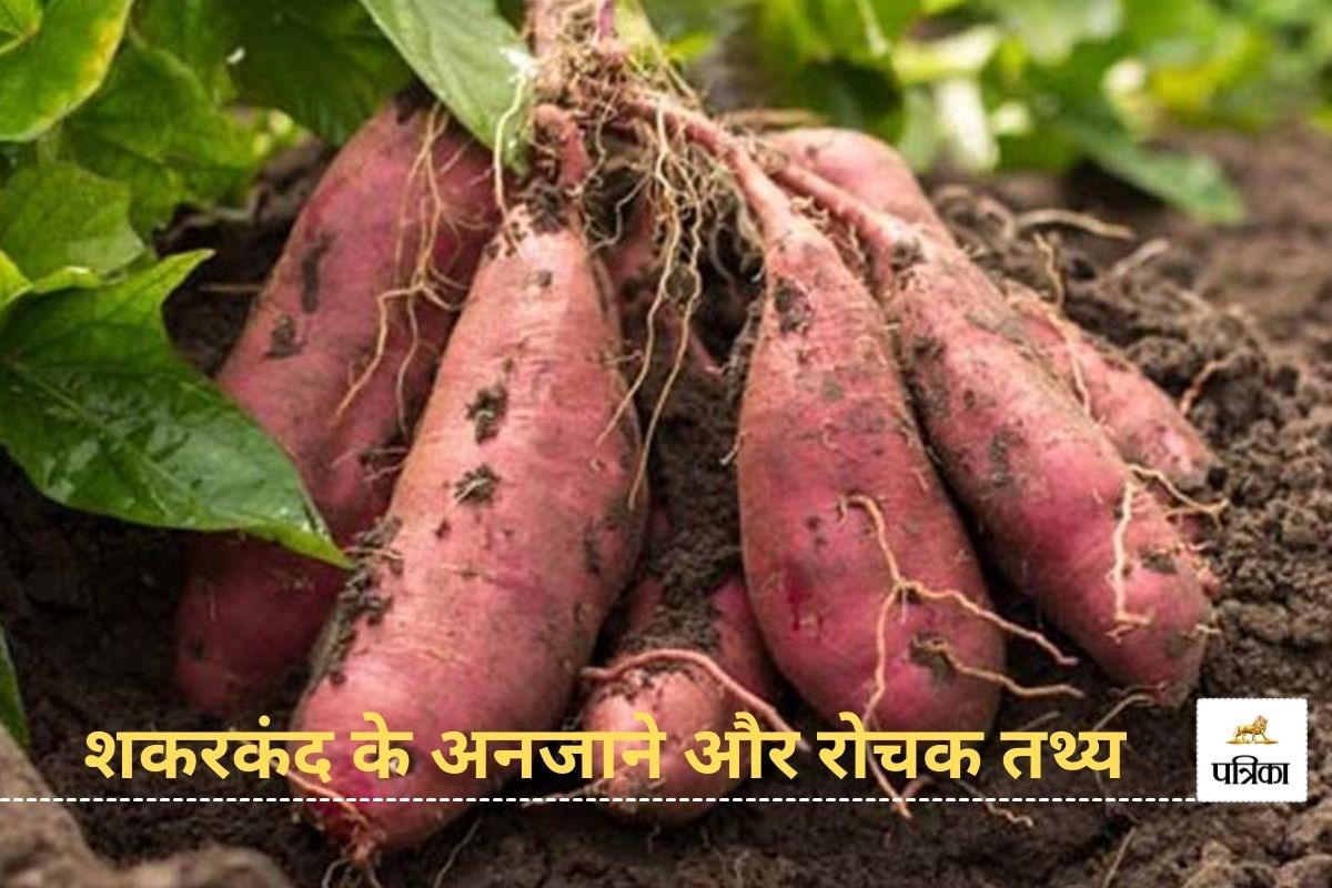 History of Sweet Potato