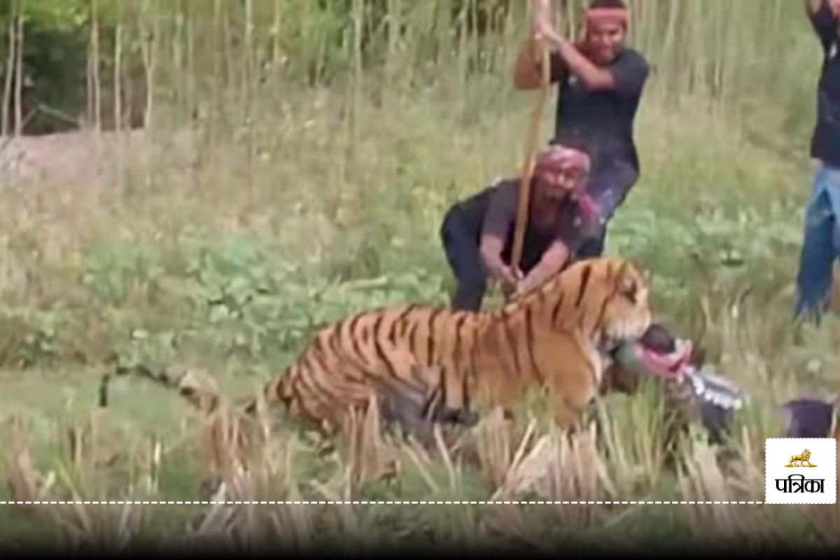 Tiger Attacks Forest Worker In Sundarbans Tiger Reserve in West Bengal