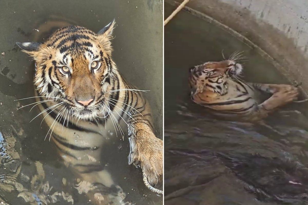 Tiger viral video