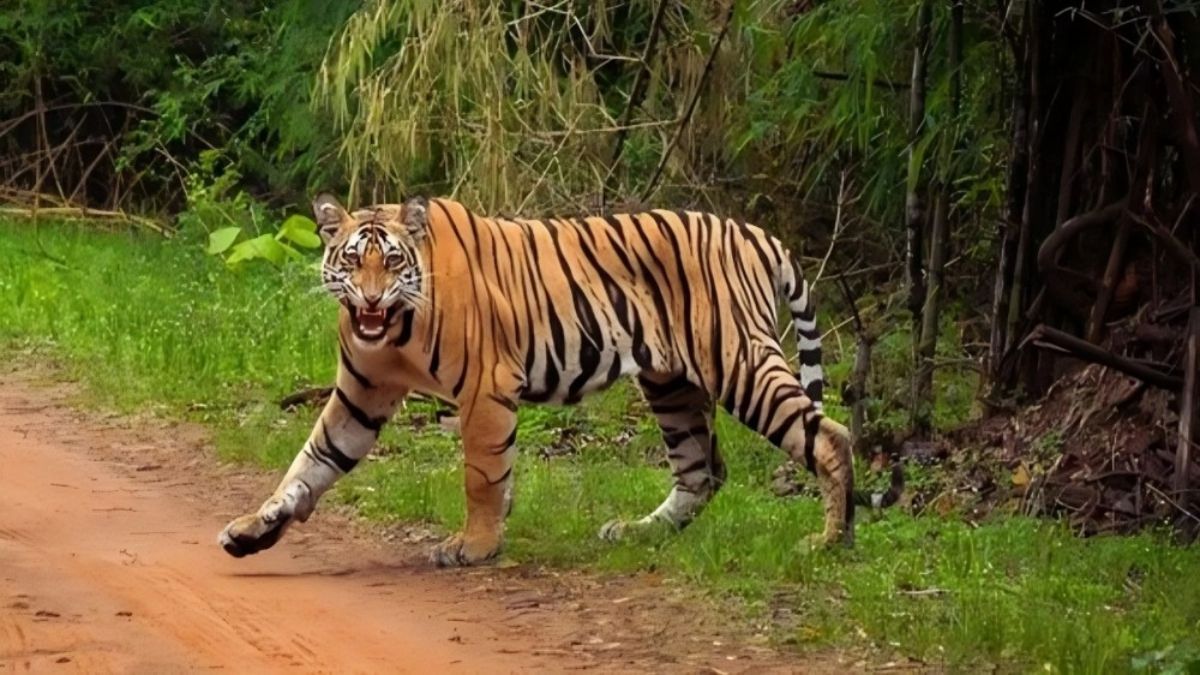 Pench tiger reserve: पेंच टाइगर रिजर्व में खतरे में वन्य जीव, बढ़ रहा इंसानों का
दखल