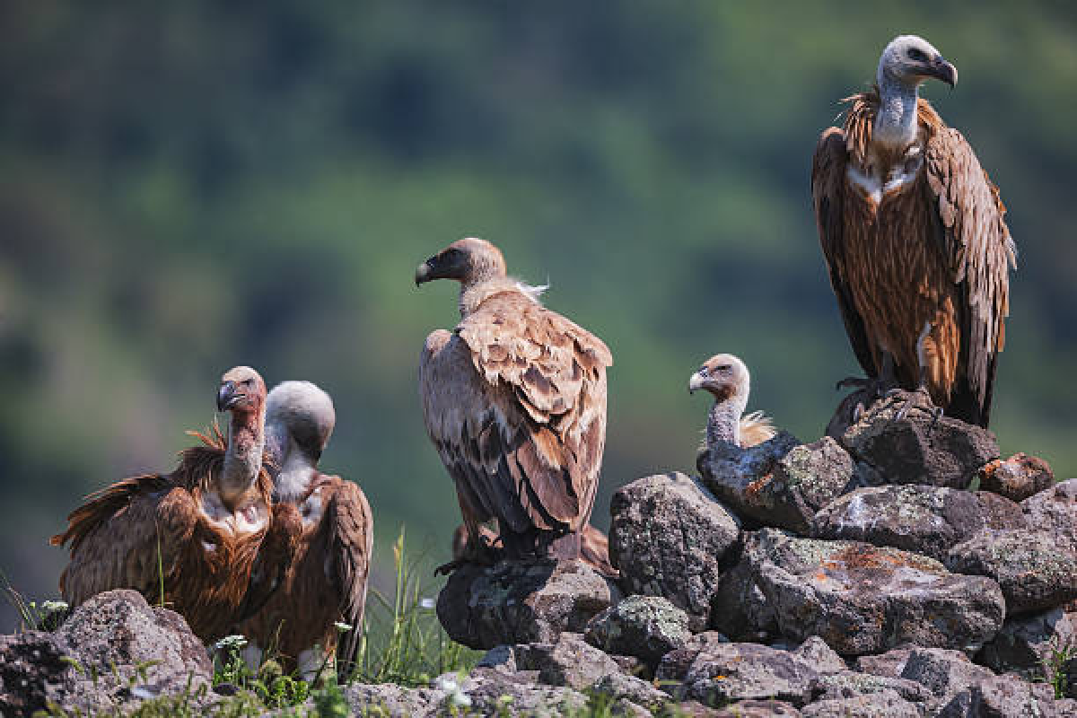 Vulture in MP