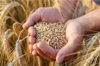 Cabinet increases wheat support price in MP