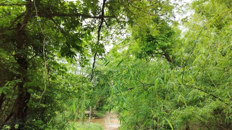 सड़क पर लाल मुंह वाले बंदर, गांव बना काले मुंह के बंदरों का बसेरा - जंगल से गायब हो गए आम, चार बीजी, तेंदू, हर्रा, बहेड़ा, आंवला व जामुन के पेड़ - बचपन में बच्चों की टोली के साथ जाते थे जंगल में - कामर्शियल हुई सरकार, हर जगह लगा रही सागौन ही सागौन