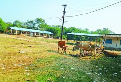 पशुधन की परम्परा पर आधुनिकता हावी, अब नहीं होता शहर का बैल बाजार गुलजार - image