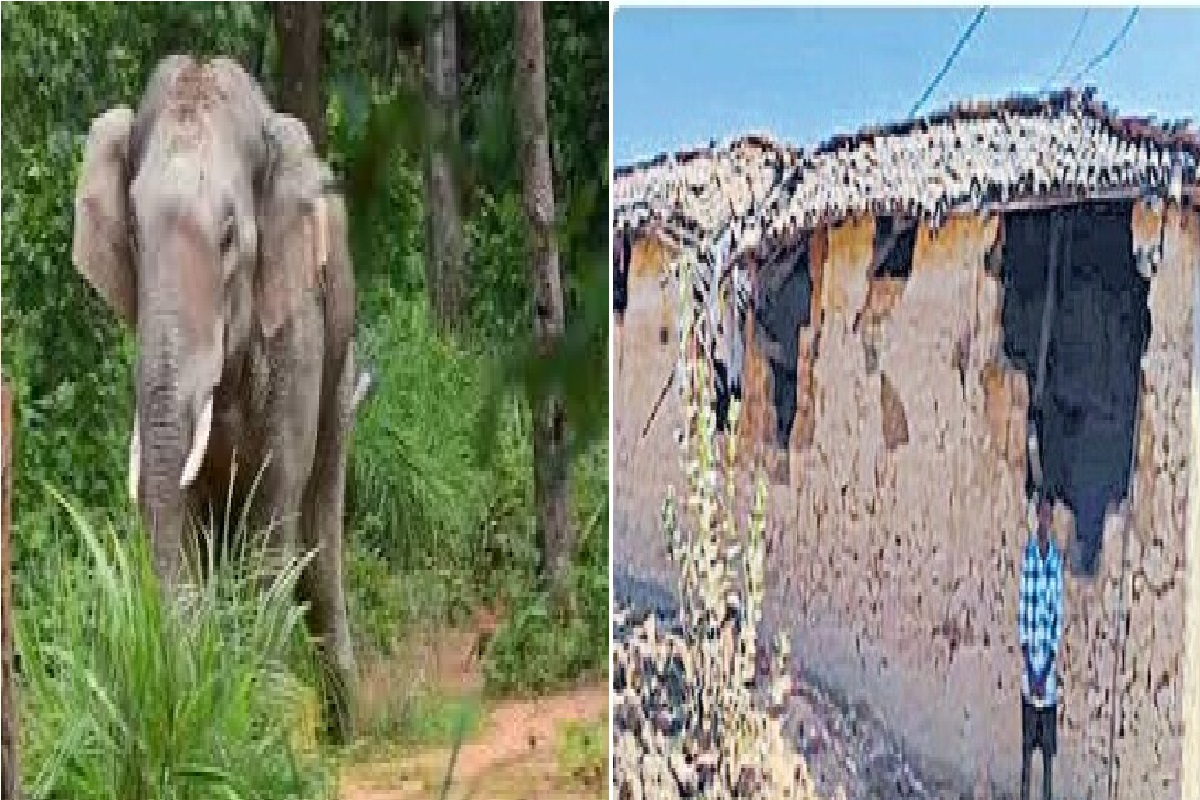 CG Elephant Attack: दो दिन में 9 मकानों को हाथियों ने तोड़ा, रात होते ही
ग्रामीणों की बढ़ जाती है परेशानी..