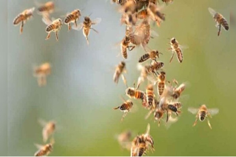 Bees attack: पिकनिक मनाने गए छात्राओं पर मधुमक्खियों का हमला, 11 लोग घायल