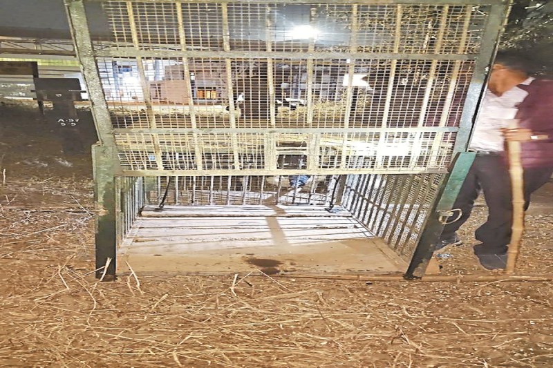 Bhilai News: तेंदुआ तीसरे दिन भी पकड़ में नहीं आया, अब 700 सुरक्षा जवानों को किया अलर्ट