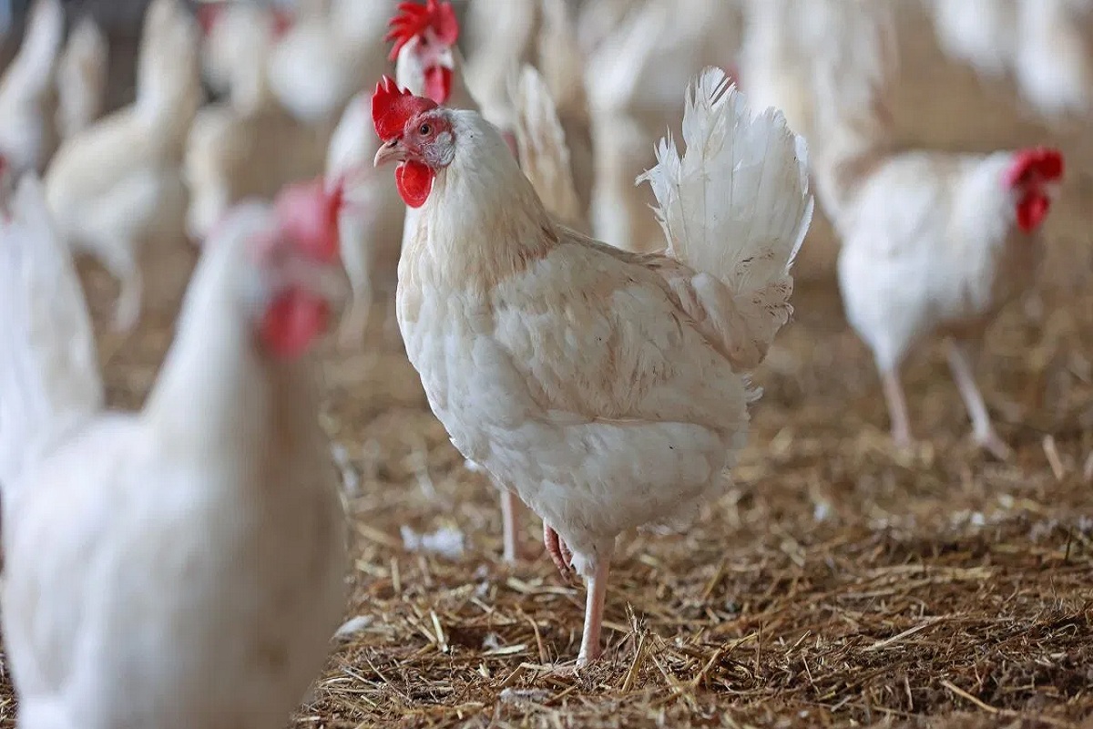 Bird flu in CG: बर्ड फ्लू पर अलर्ट जारी, पोल्ट्री फार्म, हेचरी, अंडा विक्रेताओं के यहां टीमें देंगी दबिश