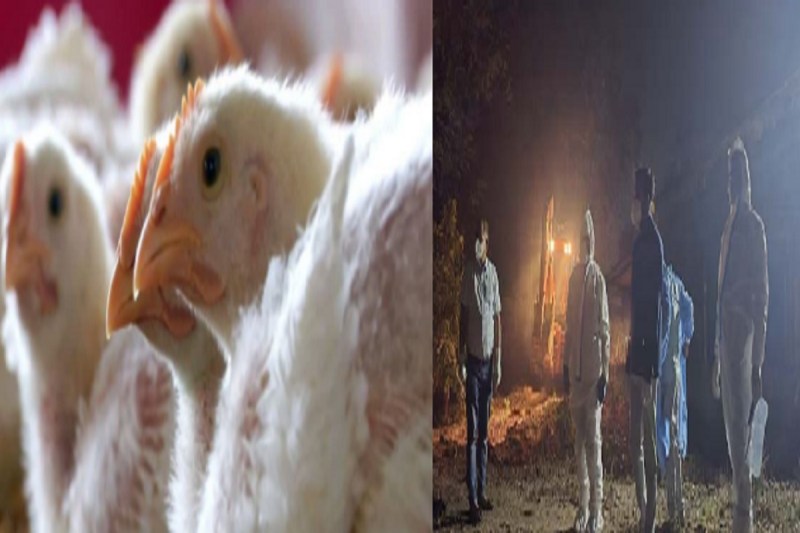 Bird flu in CG: सरकारी पोल्ट्री फार्म में फैला बर्ड फ्लू, मचा हड़कंप, 17 हजार अंडों को किया गया नष्ट