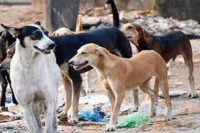 CG News: गौठान में नवजात बछड़ों को कुत्तों ने नोचा, 2 की हुई मौत