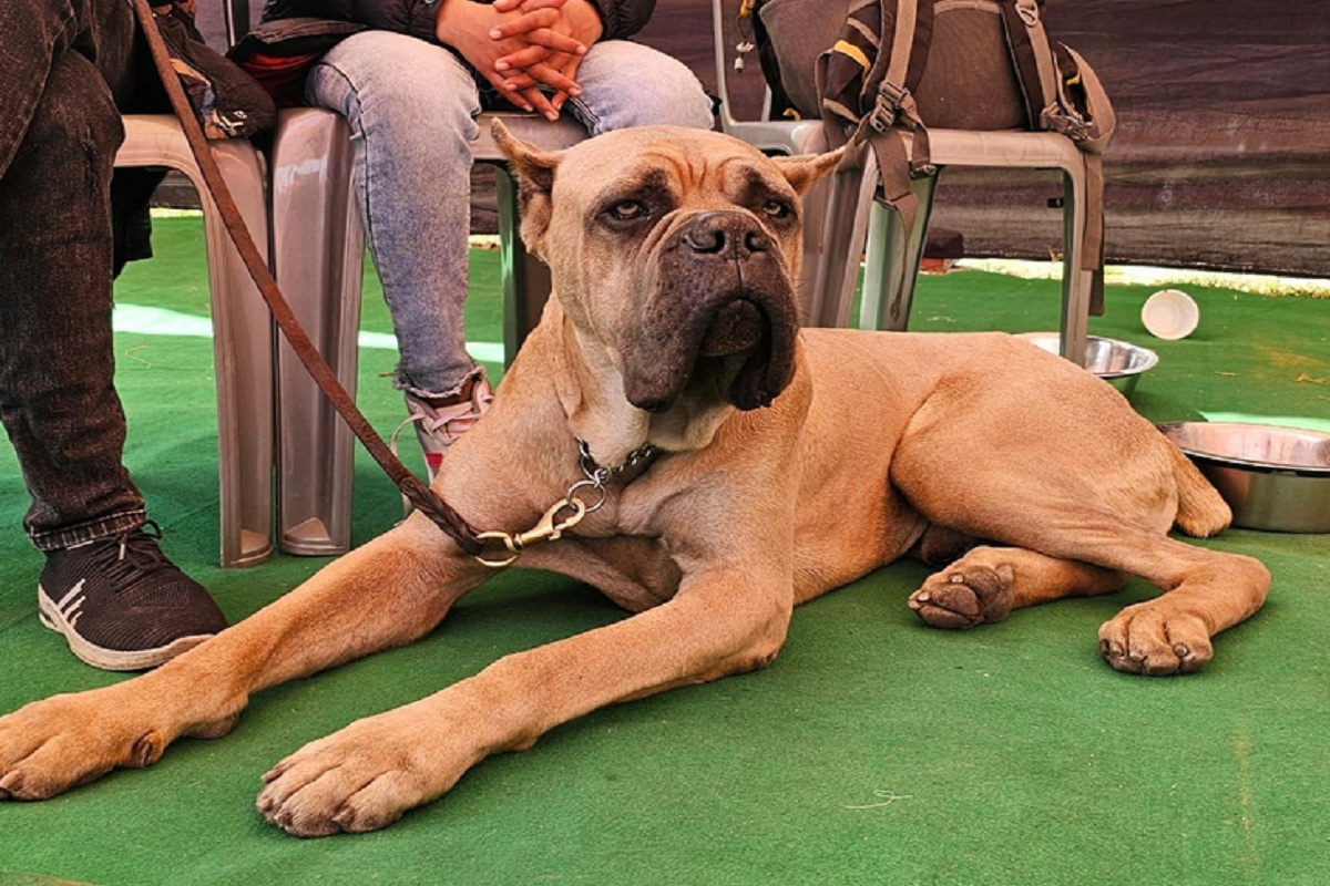 Dog Show: भिलाई में डॉग शो, 25 नस्ल के कुत्ते दिखाएंगे करतब, बिल्लियां भी होंगे शामिल