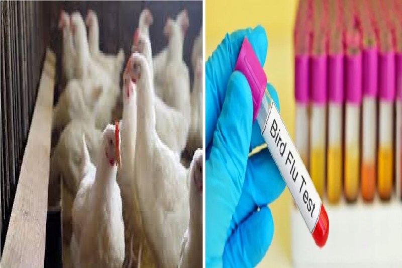 Bird Flue in CG: जांच में दो सैंपल में से एक की रिपोर्ट पॉजीटिव, जानें क्या है इसके लक्षण...