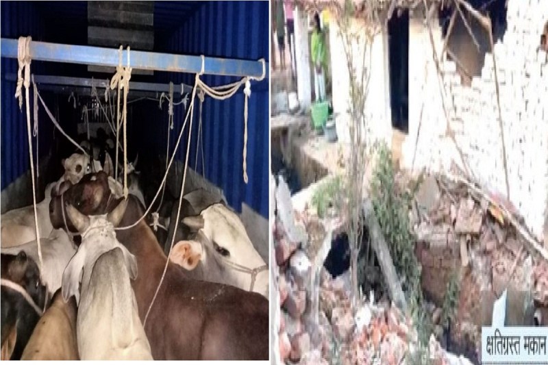 मवेशियों की तस्करी करने वाले पुलिस से बचने वाहन को घुसाया मकान में... बाल-बाल बचे लोग