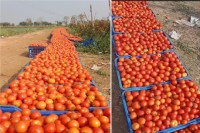 CG News: बंपर पैदावार से संकट, प्रोसेसिंग यूनिट न होने से टमाटर फेंकने को मजबूर किसान, 50 में 10 किलो तक बिक रहा
