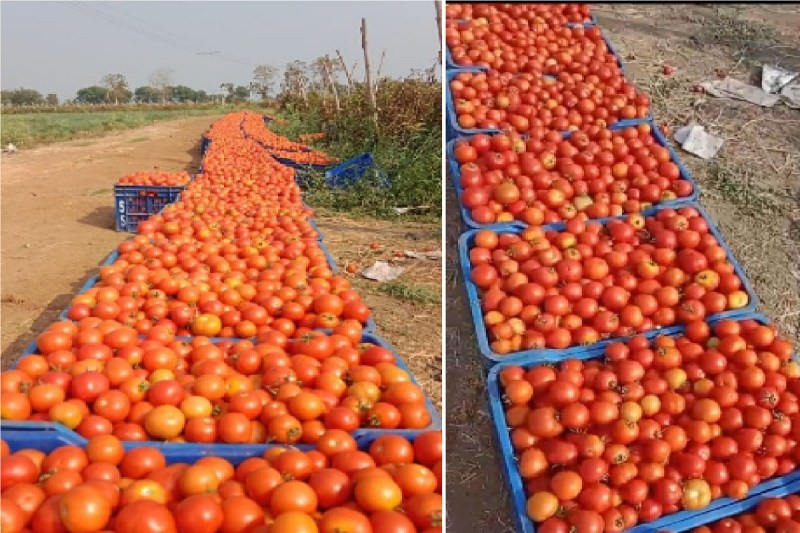बड़ा संकट! खरीदार का इंतजार कर रहे किसान.. 700 में बिकने वाले टमाटर के कैरेट 70 में भी नहीं बिक रहें