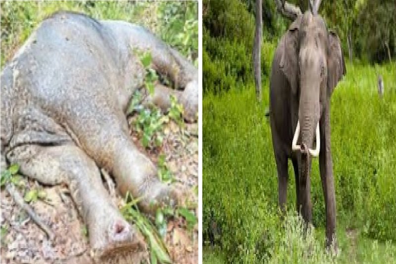 CG Elephant News: कोरबा से आए घायल हाथी की उपचार की दौरान मौत..