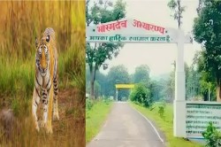 भोरमदेव अभयारण्य जल्द बनेगा Tiger Reserve, केंद्रीय वन मंत्री भूपेन्द्र यादव ने
दिए निर्देश.. - image