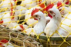 Bird flu in CG: 3 माह तक बंद रहेंगी चिकन दुकानें, बिक्री पर लगा प्रतिबंध - image