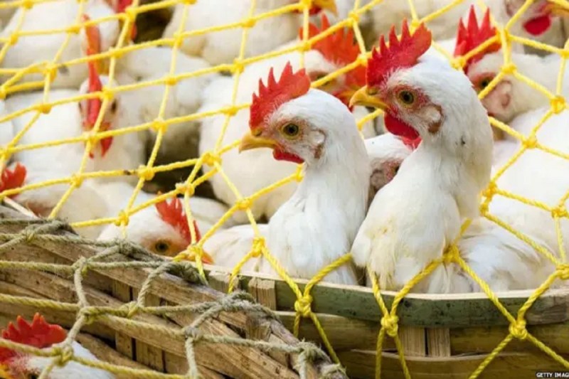 Bird flu in CG: 3 माह तक बंद रहेगी चिकन दुकानें, बिक्री पर लगाया प्रतिबंध