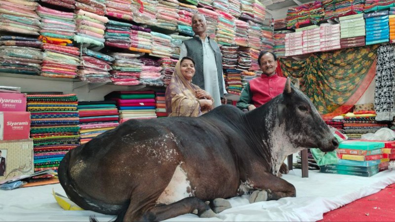 Cow comes to the saree shop