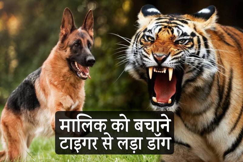 dog fight tiger