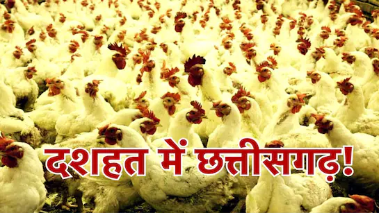 Bird Flu in cg: प्रतिबंध के बाद भी होटलों में परोस रहे थे चिकन... आठ पर कार्रवाई, 65 हजार रुपए का जुर्माना