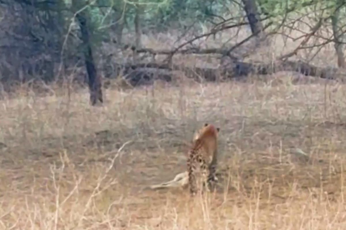 झालाना लेपर्ड सफारी में बघेरे ने किया श्वान का शिकार