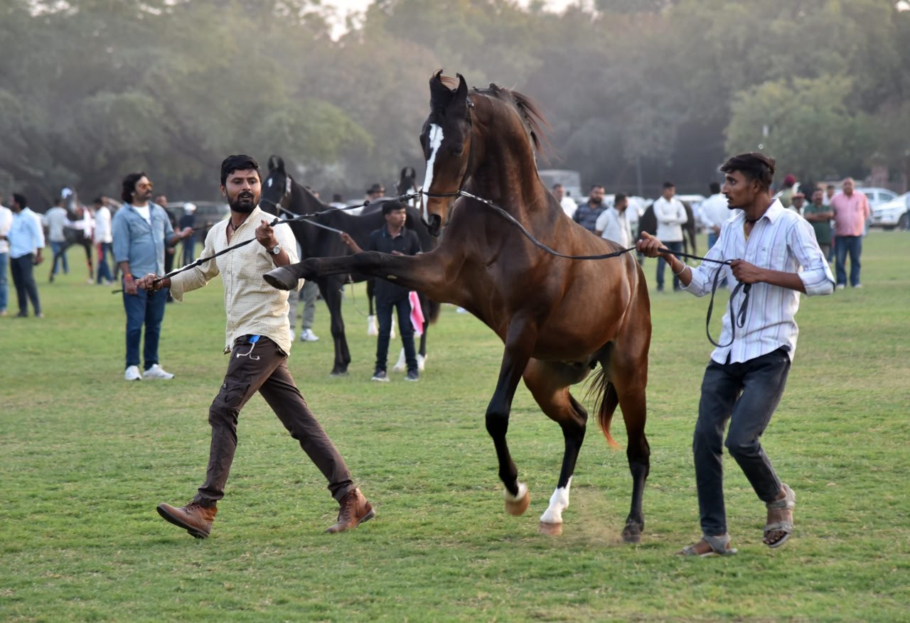 मारवाड़ हॉर्स शो: जोधपुर में दिखे देशभर के बेहतरीन अश्व