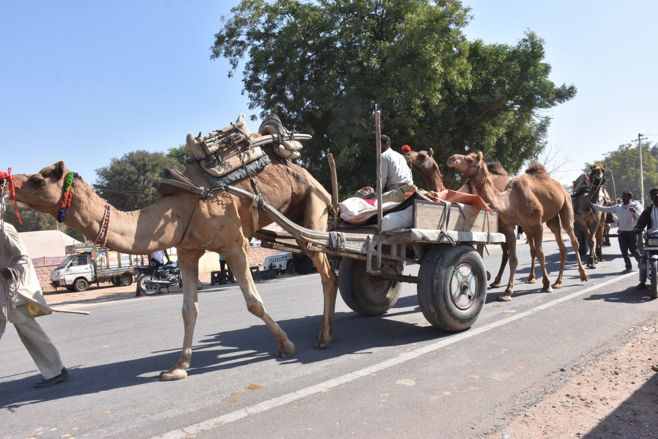 Nagaur patrika…सरकारी योजना में अनुदान बढऩे के बाद भी ऊंट पालन को लेकर नहीं
बढ़ा रुझान…VIDEO