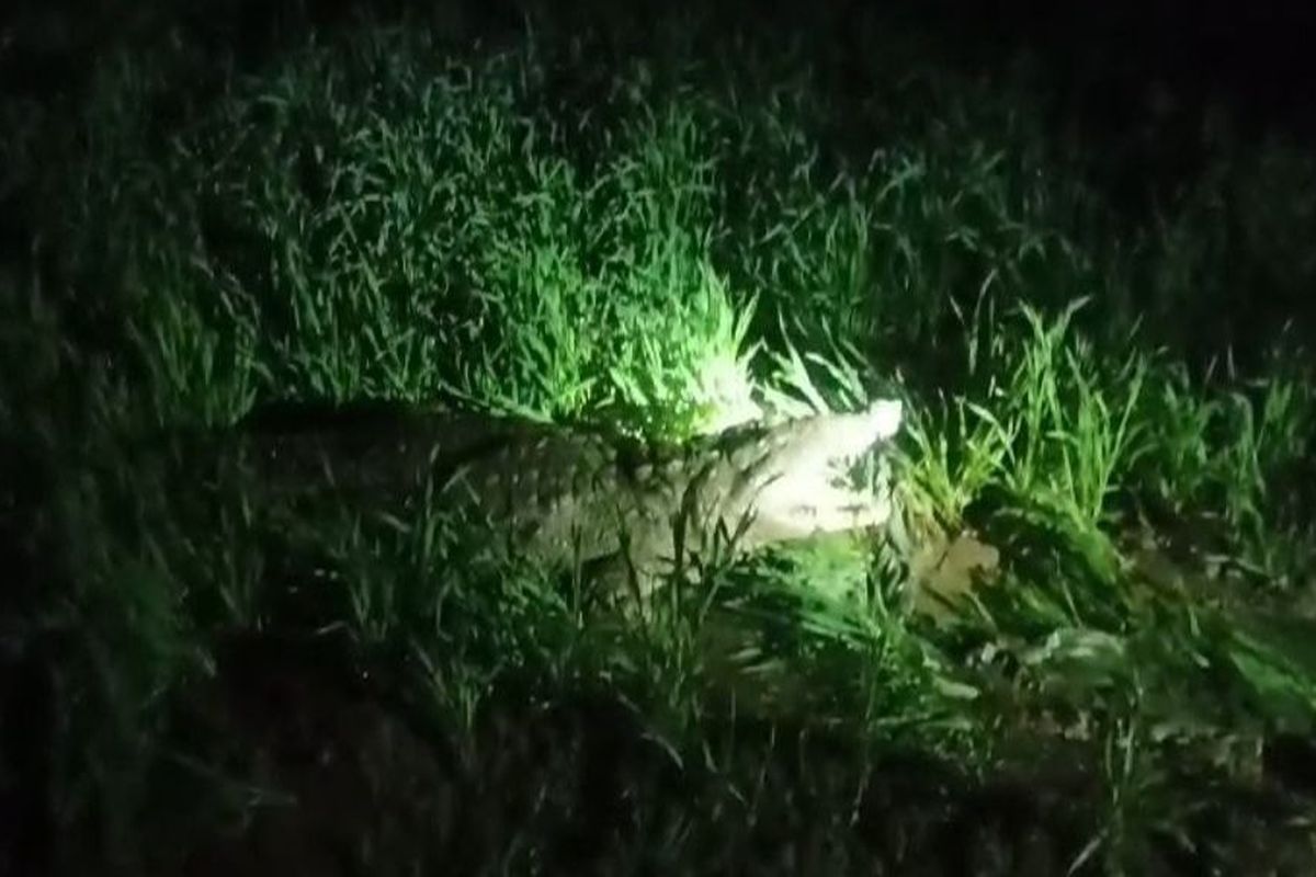 VIDEO: मगरमच्छ ने खेत में मचाया हड़कंप, किसानों में दहशत