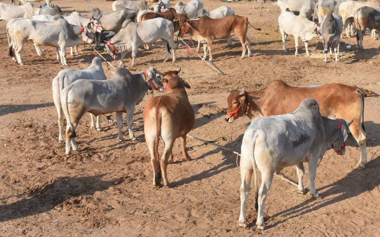 Nagaur patrika…रास्ते में पकड़े जाने के डर ने पशुपालकों की बढ़ा दी टेंशन, जाने
के इंतजार में दो सौ बैल…VIDEO