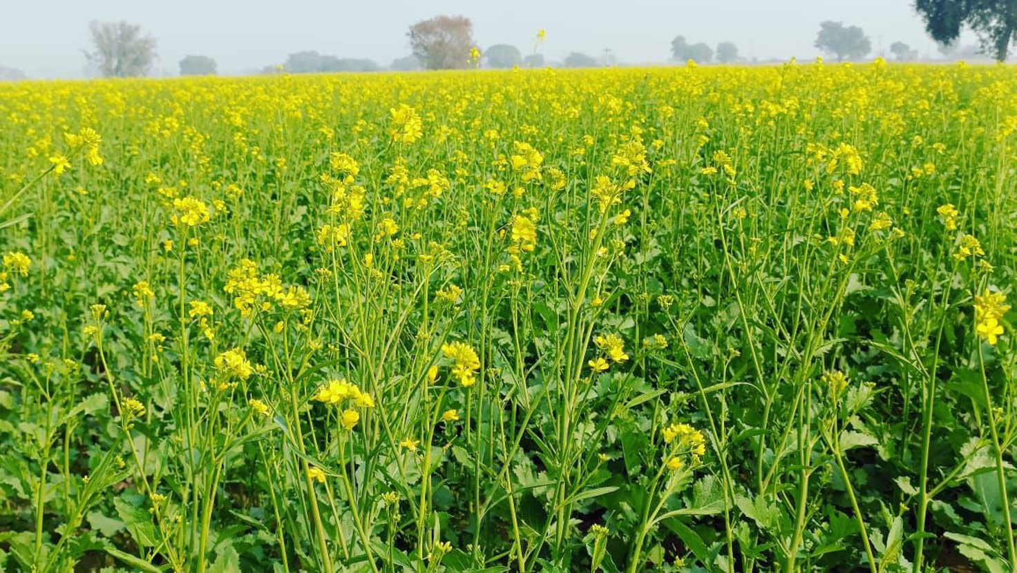 बढ़ते तापमान व सिंचाई पानी की कमी से फसलों पर पड़ेगा प्रतिकूल असर