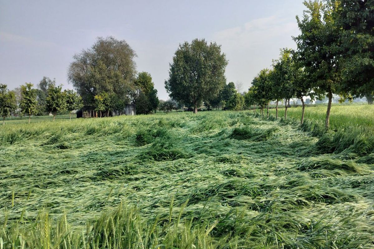 VIDEO: मौसम विभाग ने बारिश का जारी किया अलर्ट, किसानों की बढ़ी चिंता