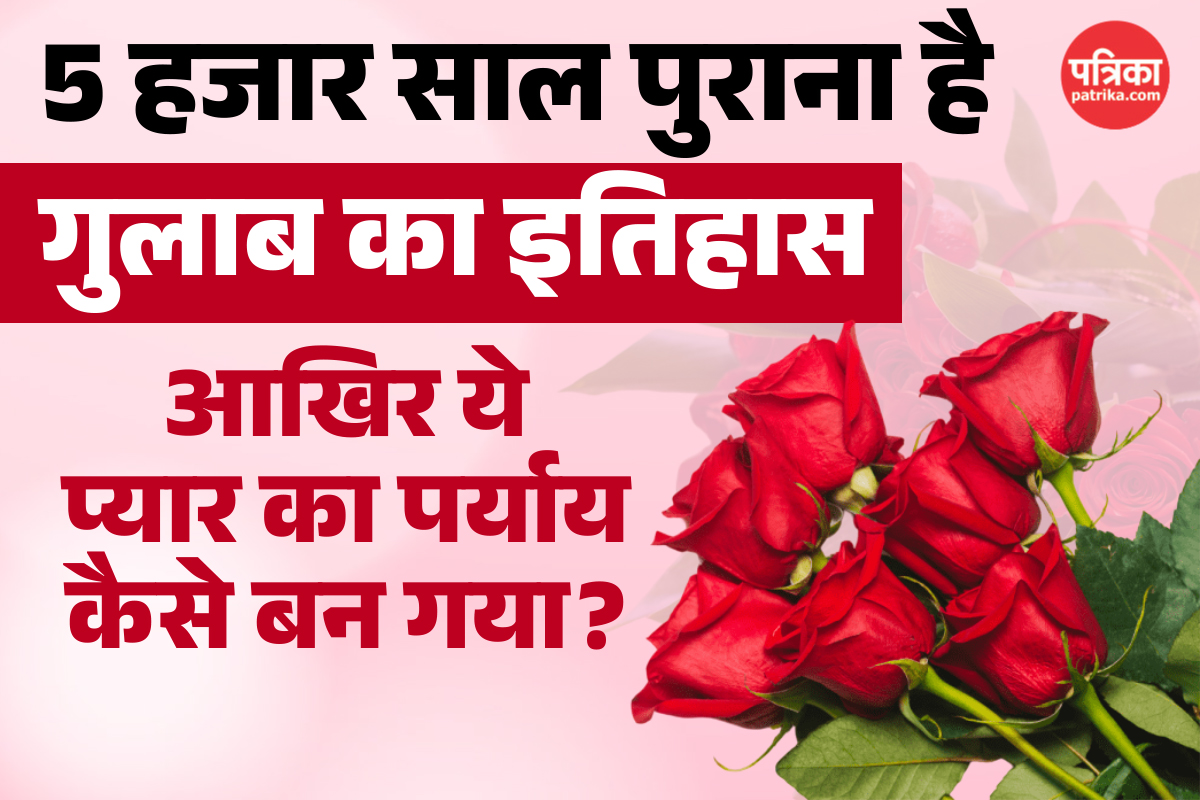 Rose Day: चीन के खेतों से दिलों तक पहुंचने वाले गुलाब की कहानी, जानिए कैसे बना
ये प्रेम का प्रतीक