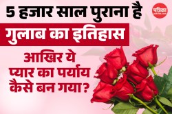 Rose Day: चीन के खेतों से दिलों तक पहुंचने वाले गुलाब की कहानी, जानिए कैसे बना
ये प्रेम का प्रतीक - image