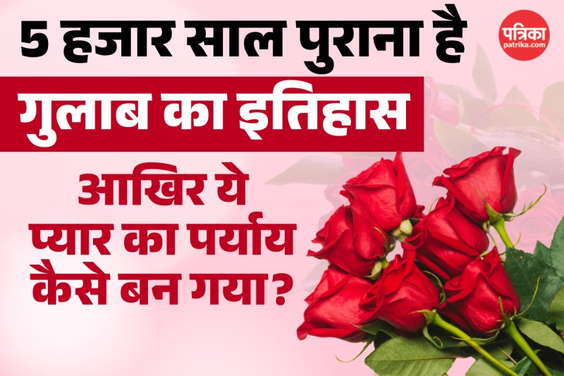 Rose history with interesting facts in hindi
