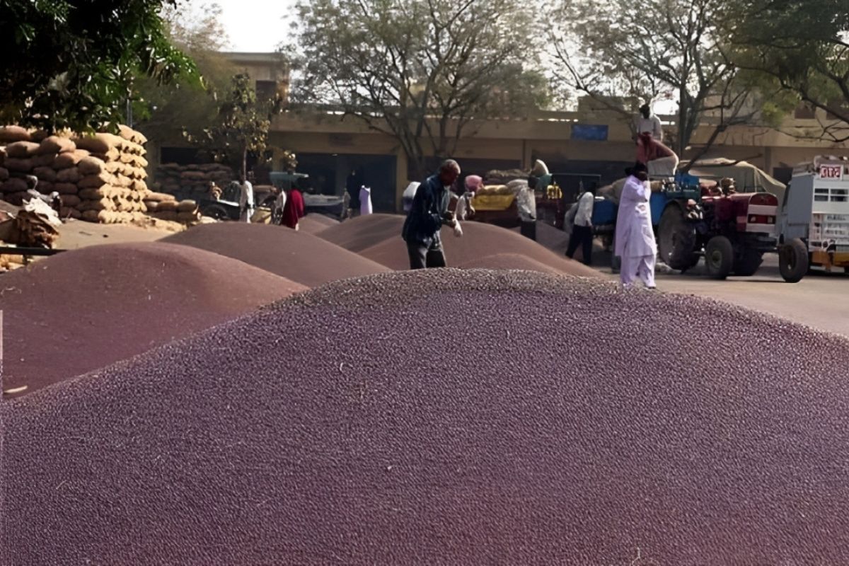 समर्थन मूल्य से अधिक बाजार में मिल रहा सरसों-चने का भाव, प्रतापगढ़ में किसान
सरकारी खरीद से नदारद