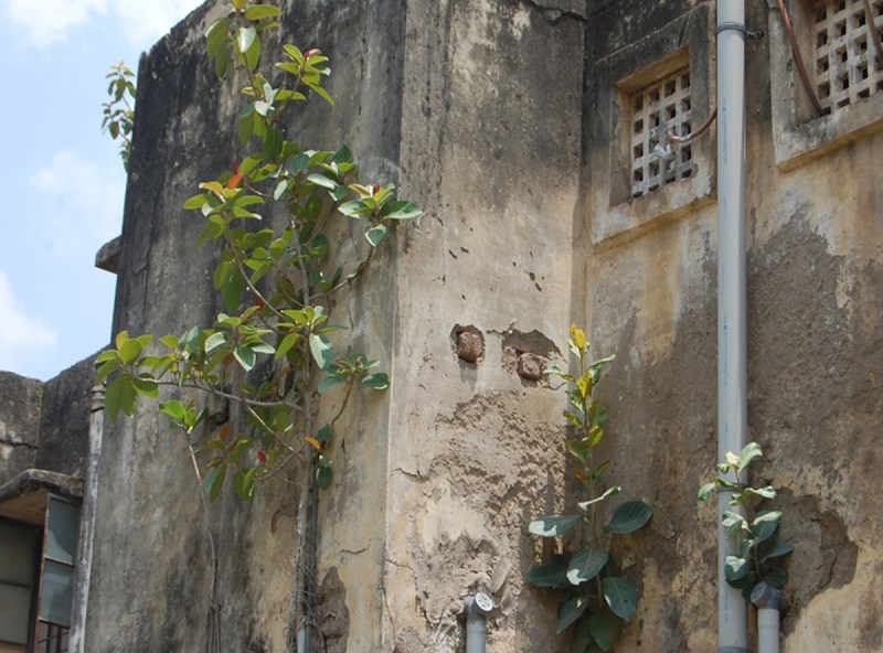 हायर सेकंडरी स्कूल के छत पर उग आए पेड़, दीवारों में पड़ी दरार