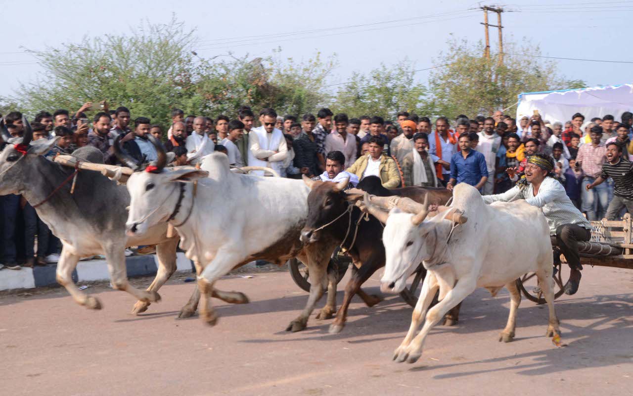 सबसे तेज दौड़ी हरनारायण की बैलगाड़ी, 20 प्रतिभागियों को हराया