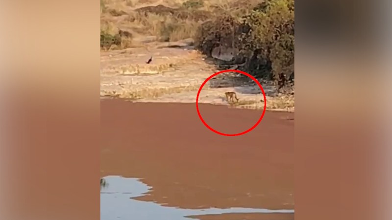 female cub on Ranthambore fort