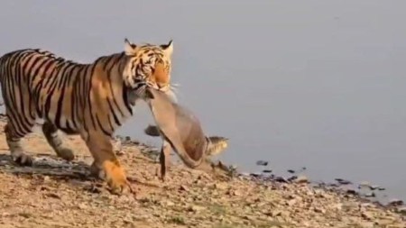 tigress Riddhi hunted a turtle
