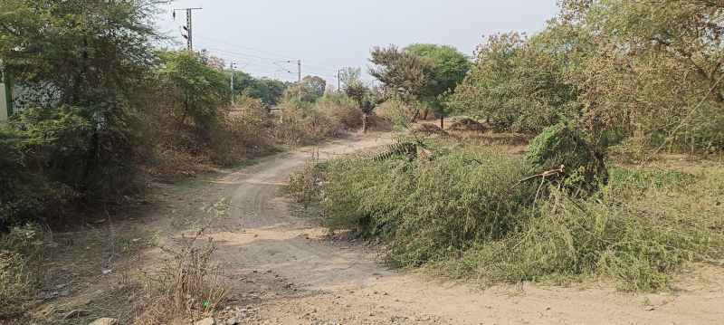 Dirt spread everywhere in agricultural market complex, cattle roaming, farmers worried